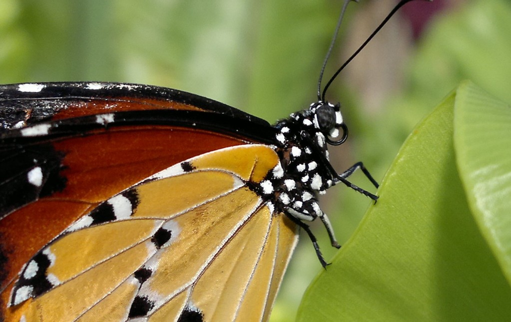 Cropped Nokia N8 Shot 1023x645 Nokia N8 vs N82 vs N86 – Pixel to Pixel and Flash to Flash
