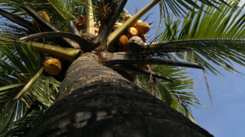 Raw Image before HDR fuse (1)