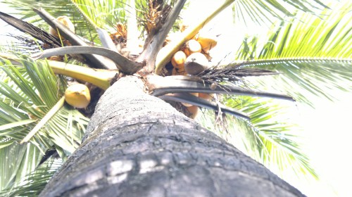 Raw Image before HDR fuse (2)
