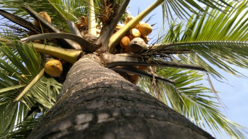 Raw Image before HDR fuse (3)
